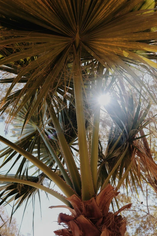 an up close s of a palm tree