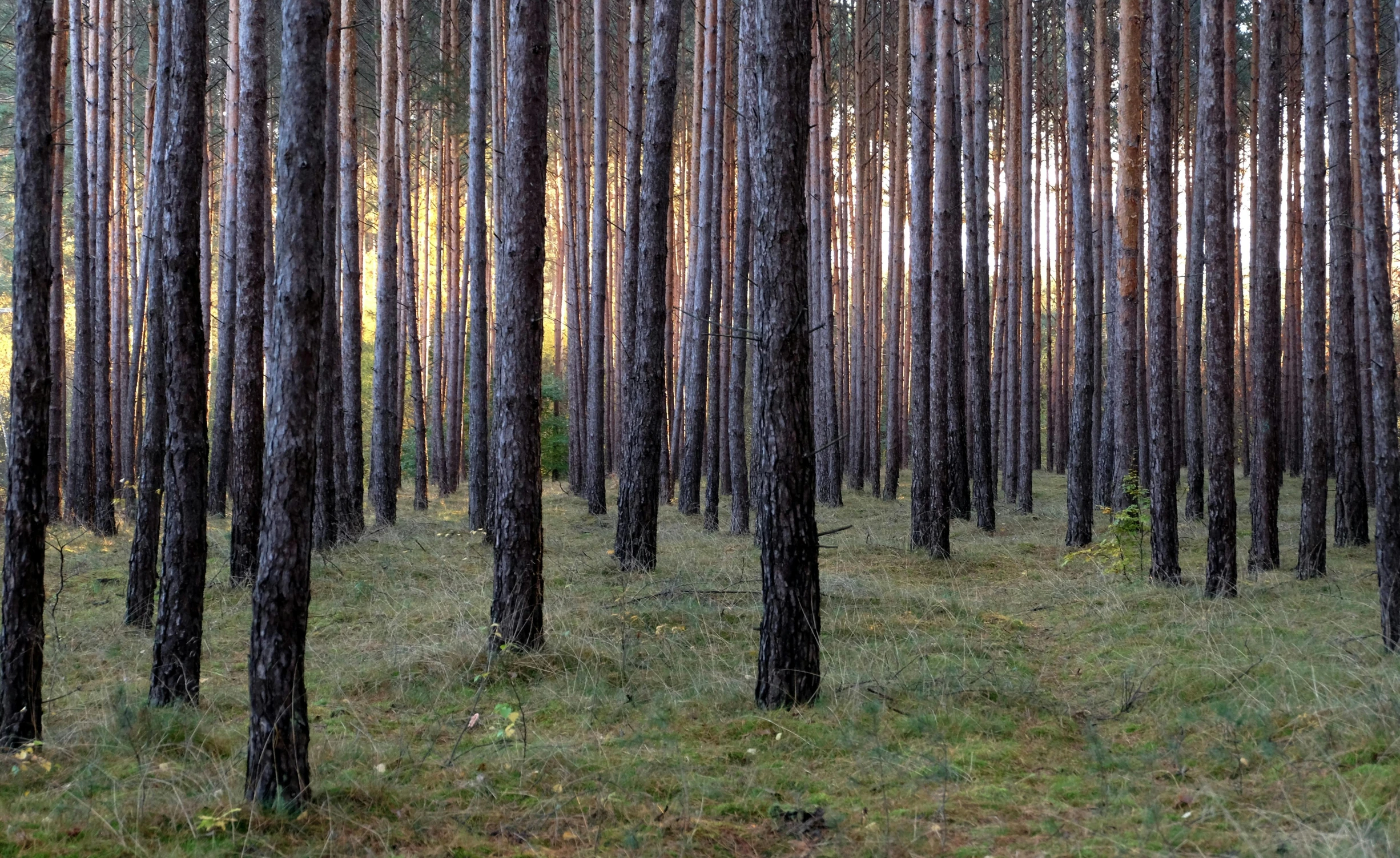 the pine trees in this forest are all turned down