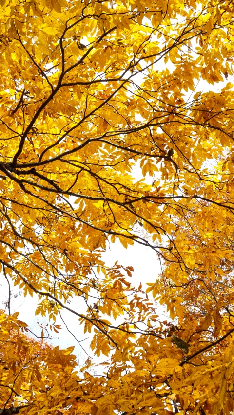 an umbrella in the foreground of a fall yellow tree