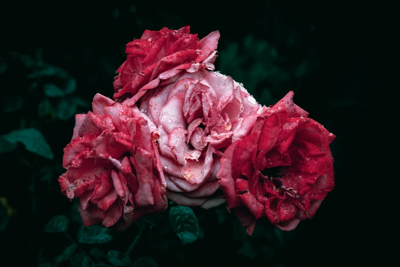 three red roses with drops of water on them