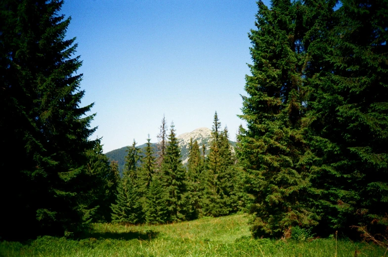 a view from behind some very tall evergreen trees