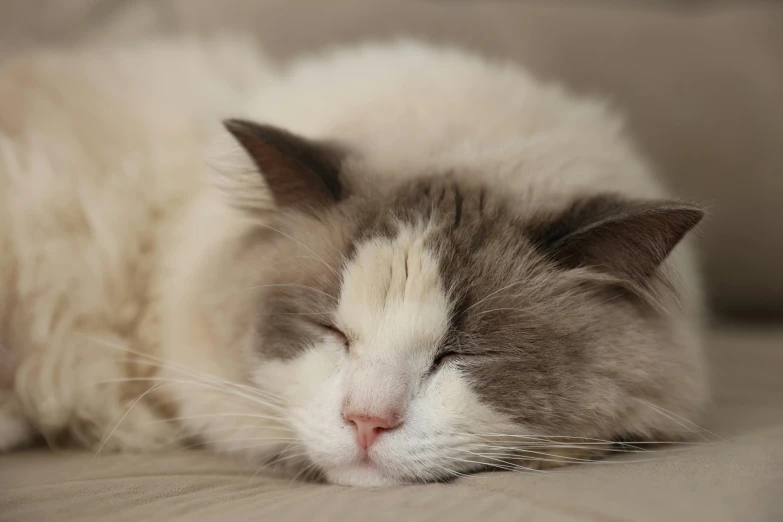 a cat that is laying down on a couch