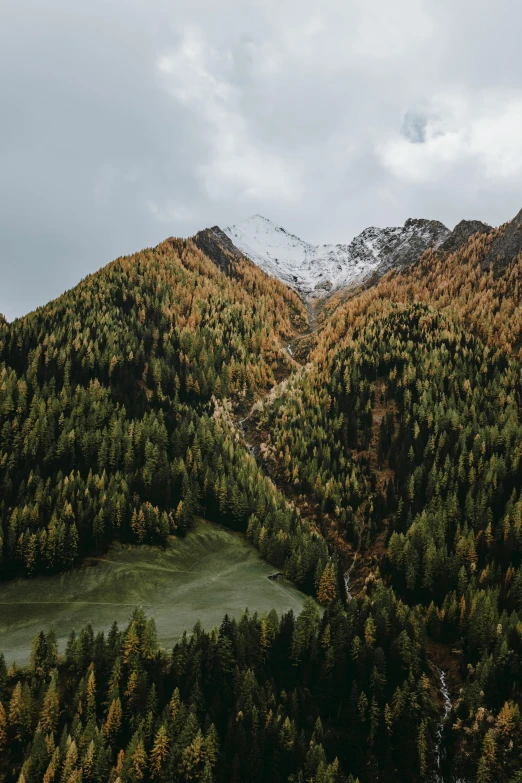 a scenic view of a forest with a bird in the middle