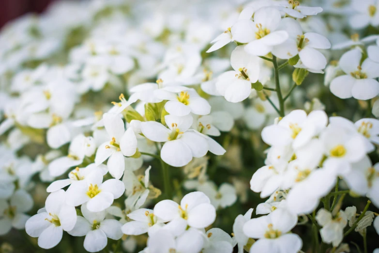 white flowers of different size with tiny yellow stamen