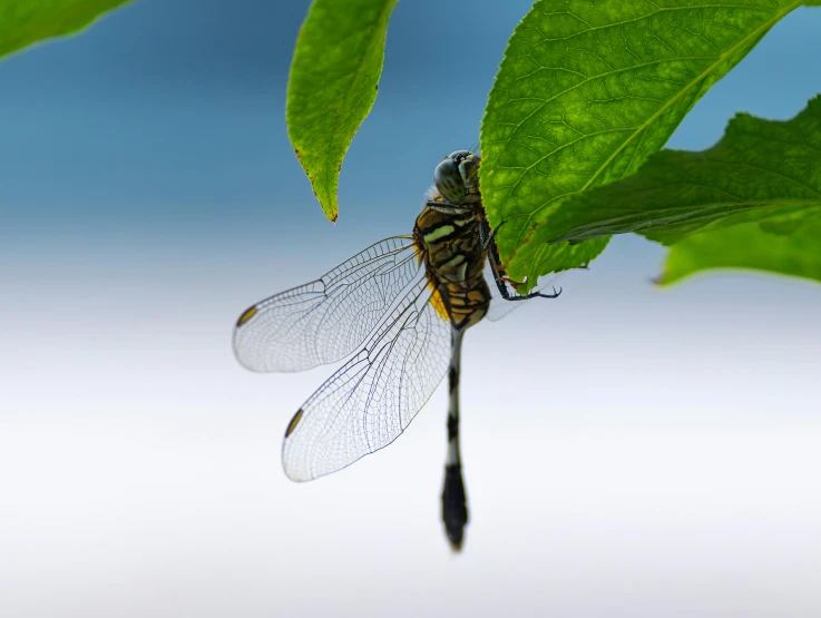 the big dragon fly is resting on the nch