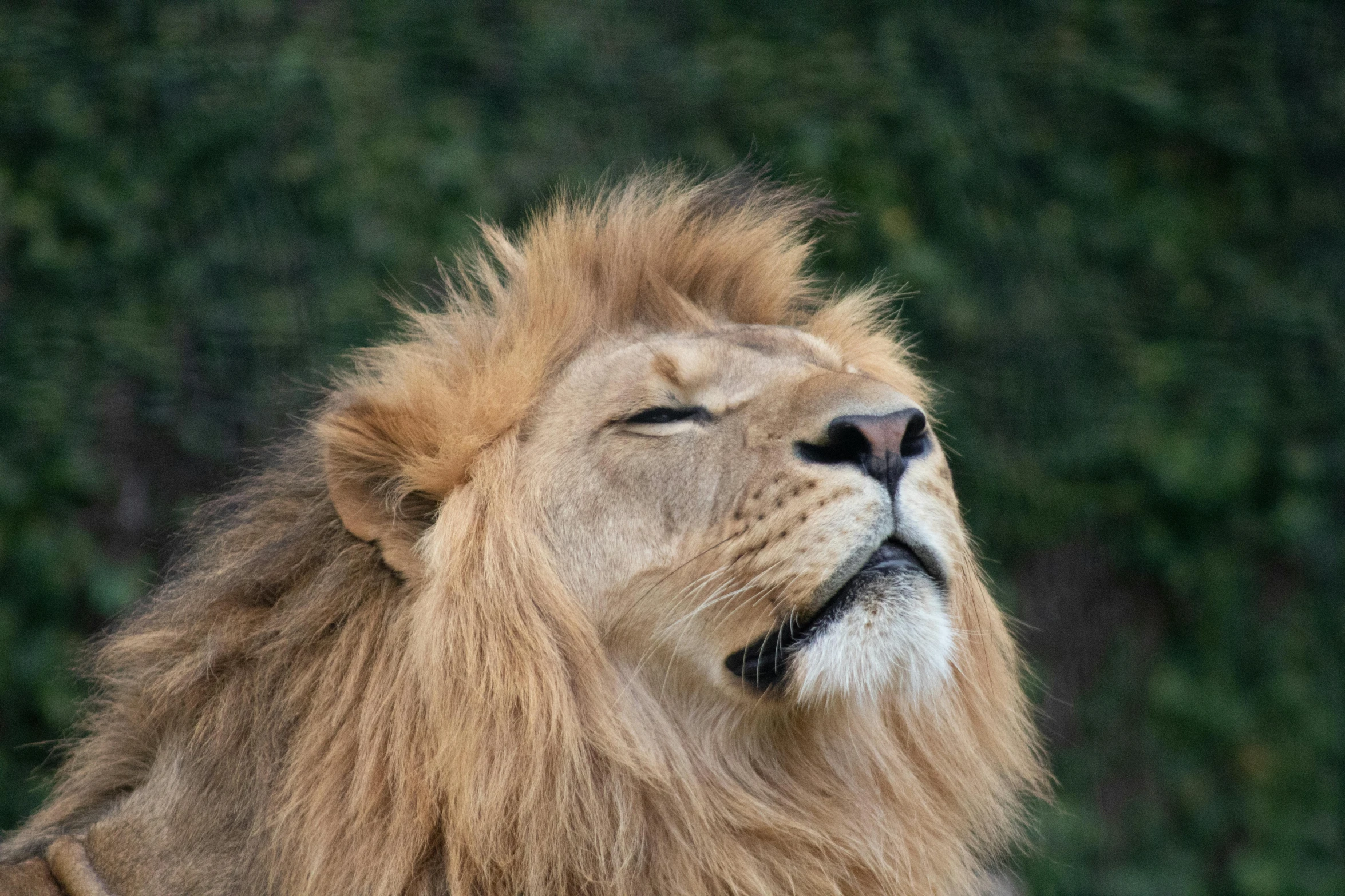 a lion is sleeping while it's head up