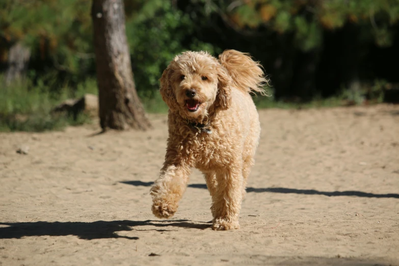 the dog is running along with one leg and two paws