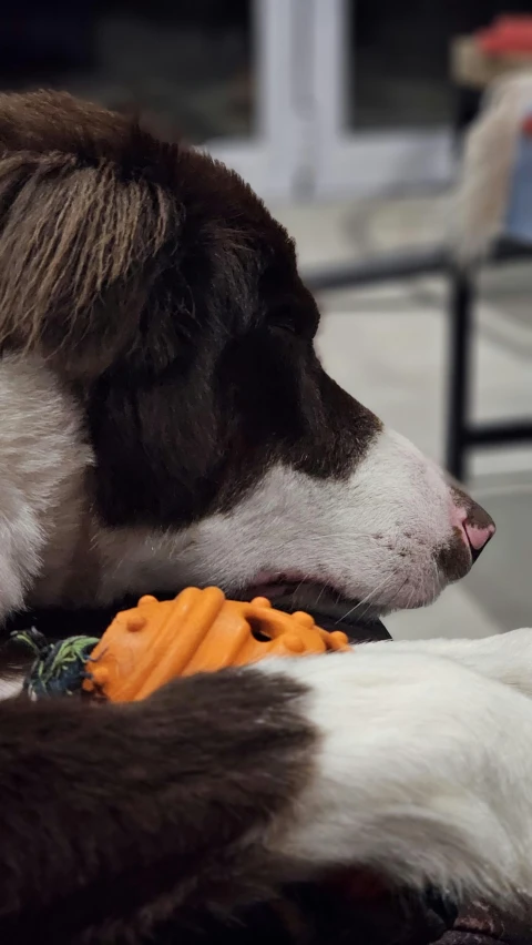 a close up of a dog laying down with toys in front of him