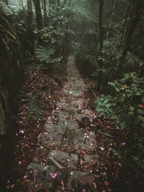 a path with leaves on it in the woods