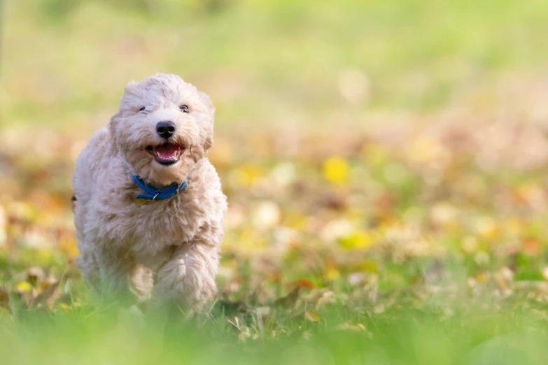 a white dog running through the grass with a blue collar