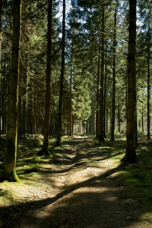 a trail winds through the forest with tall trees