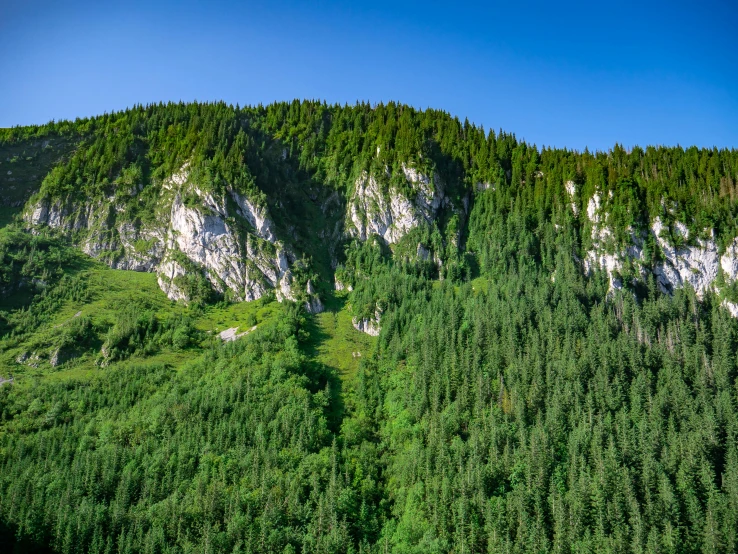 a small green forest sitting near the top of a hill