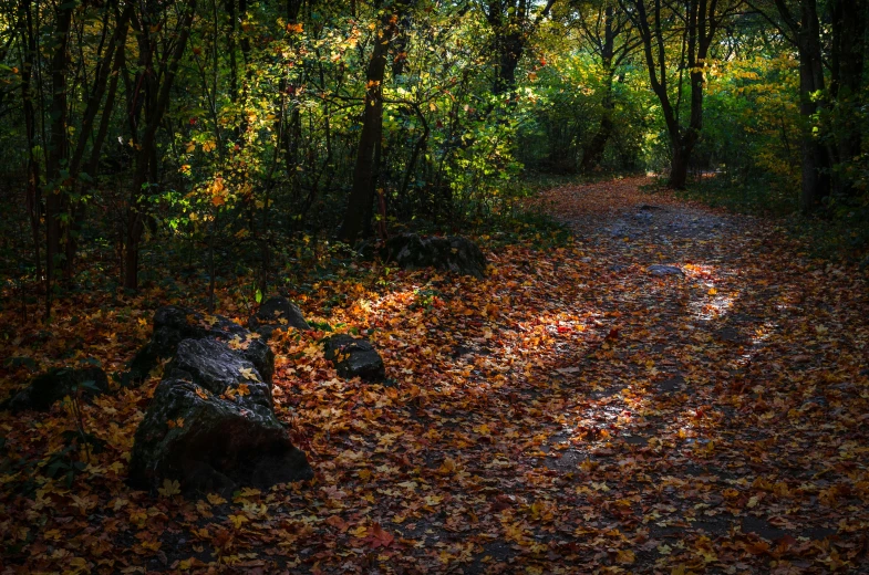 there is a bench and a lot of leaves on the ground