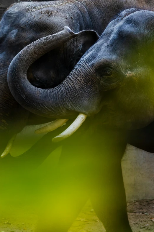 a elephant in its pen with it's trunk curled