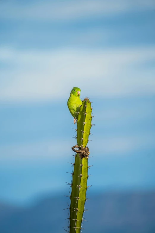 an animal that is sitting on the top of a cactus