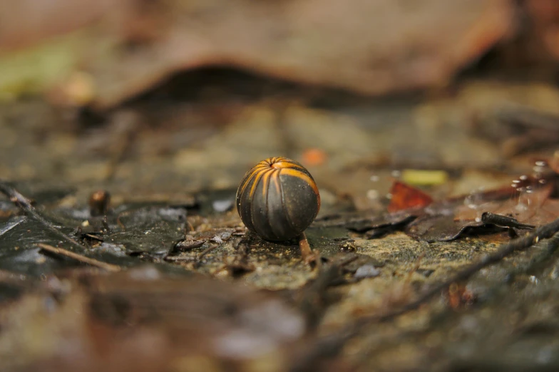 a close up of a dead insect on the ground