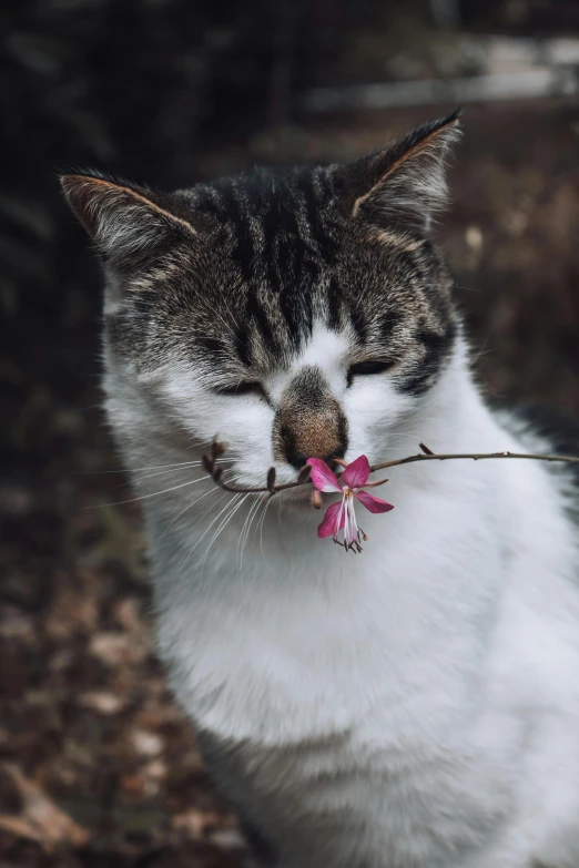 a cat is sitting and sniffing a flower