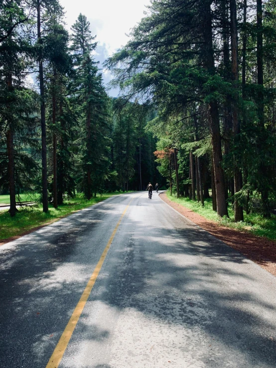 a lone bear walks along the side of the road