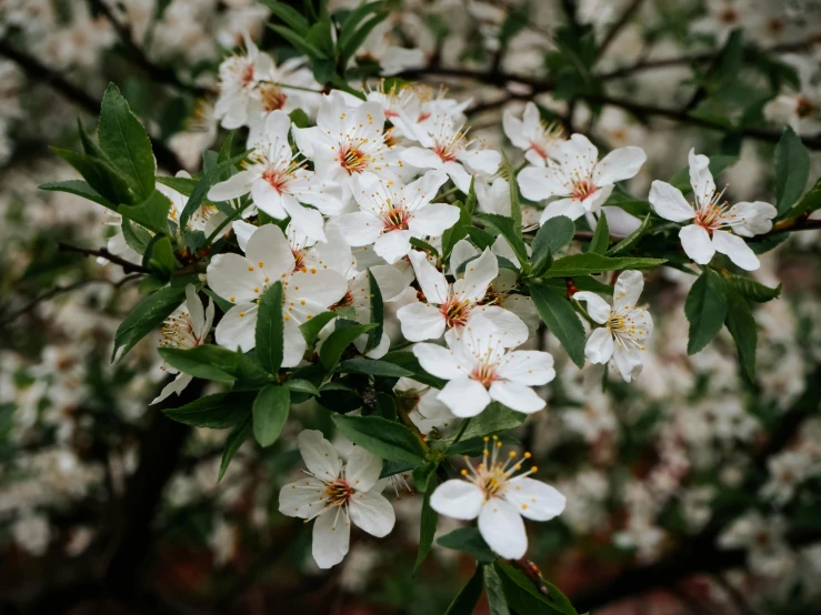 a white flower is seen in the sunlight