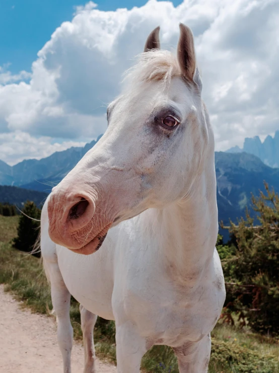 white horse with blue sky and clouds in the background