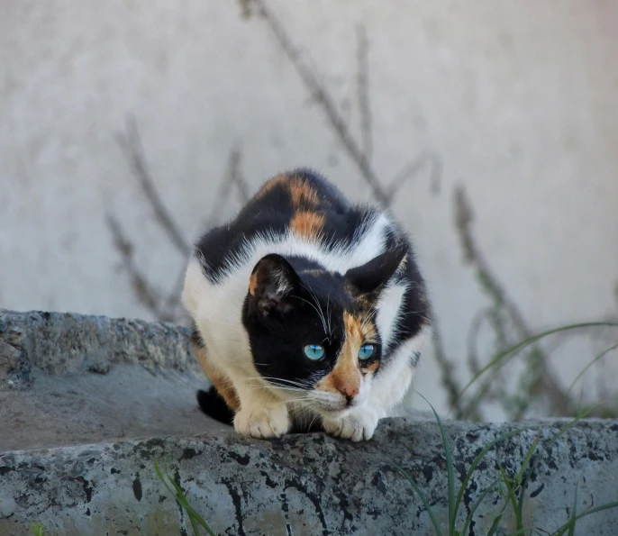 an image of a cat with blue eyes looking down