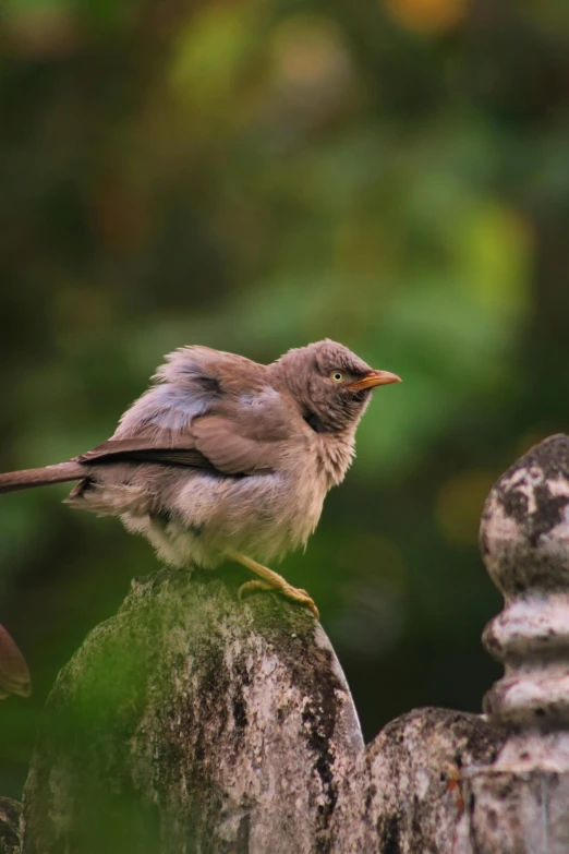 a small bird perched on top of a large rock