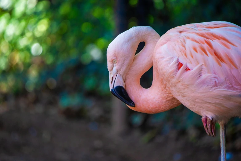 a pink flamingo is facing away from the camera