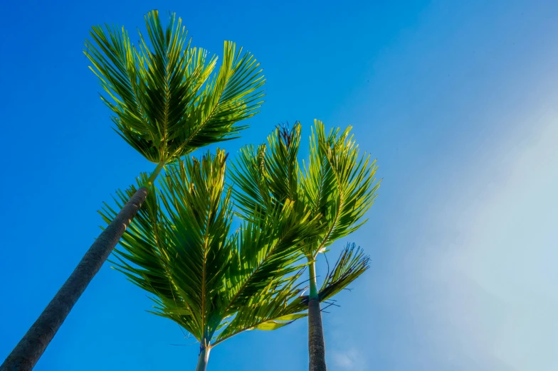 there are three palm trees together against a blue sky