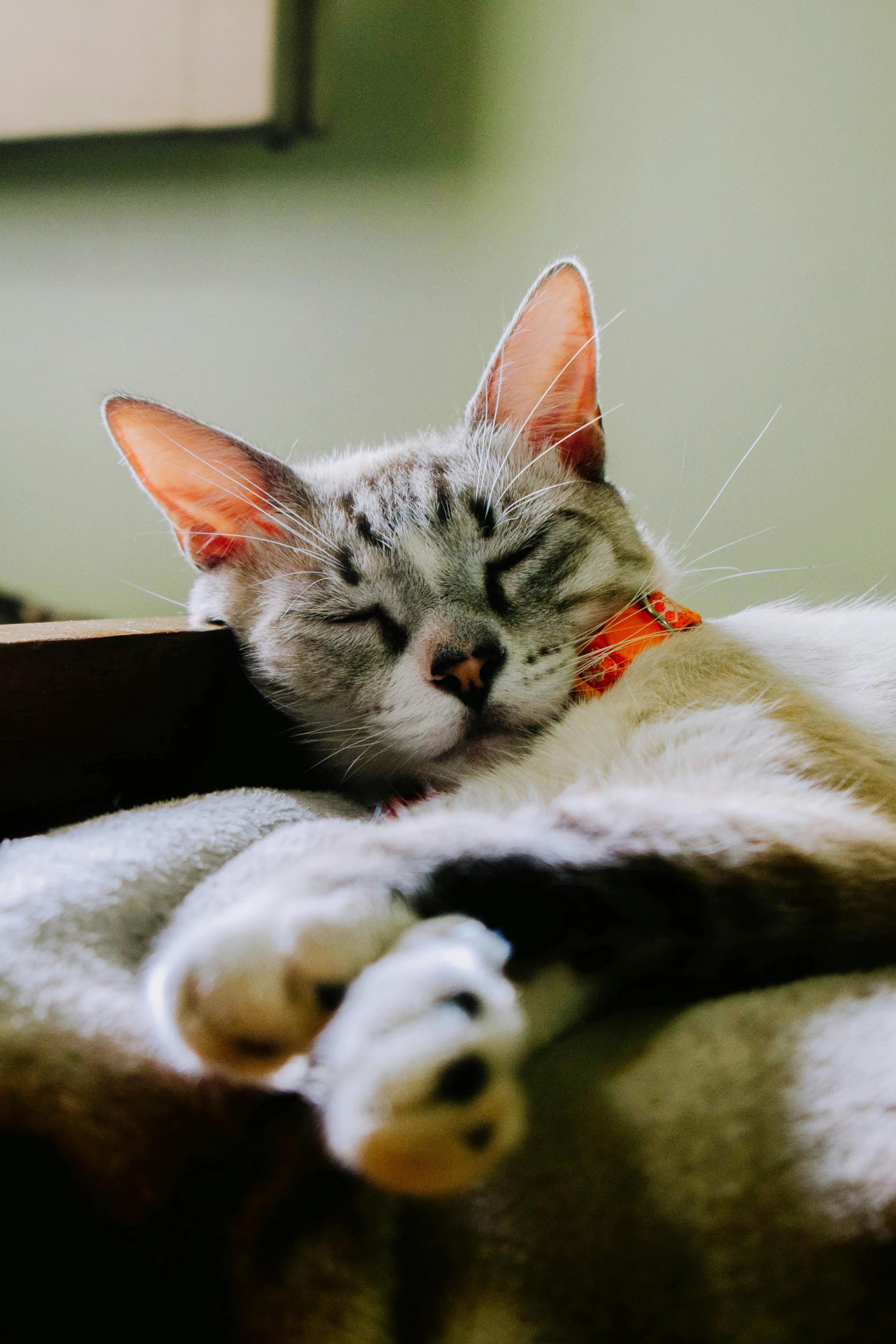 an orange and grey cat sleeping on a bed