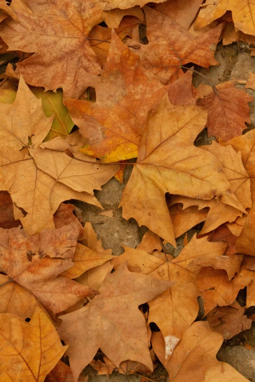 many maple leaves with yellow and brown colored them