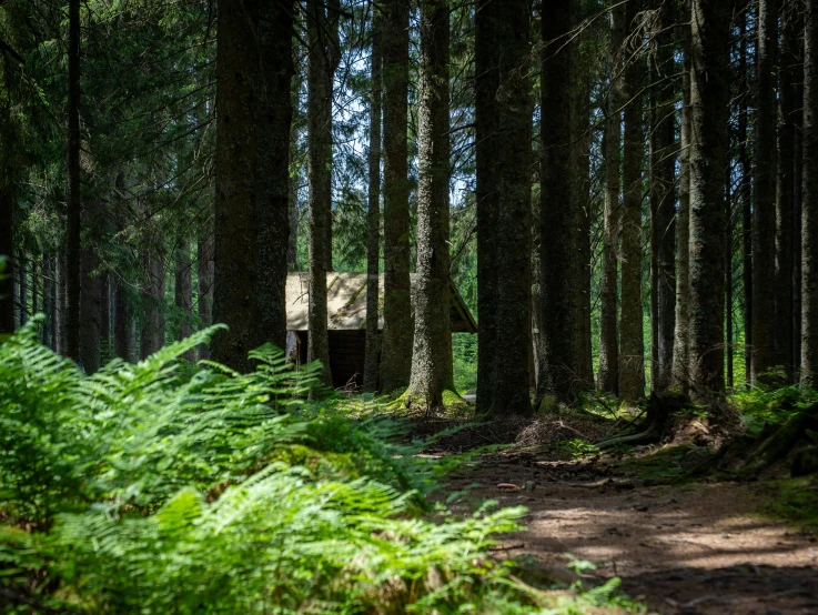 a bench sitting in the middle of a forest of trees