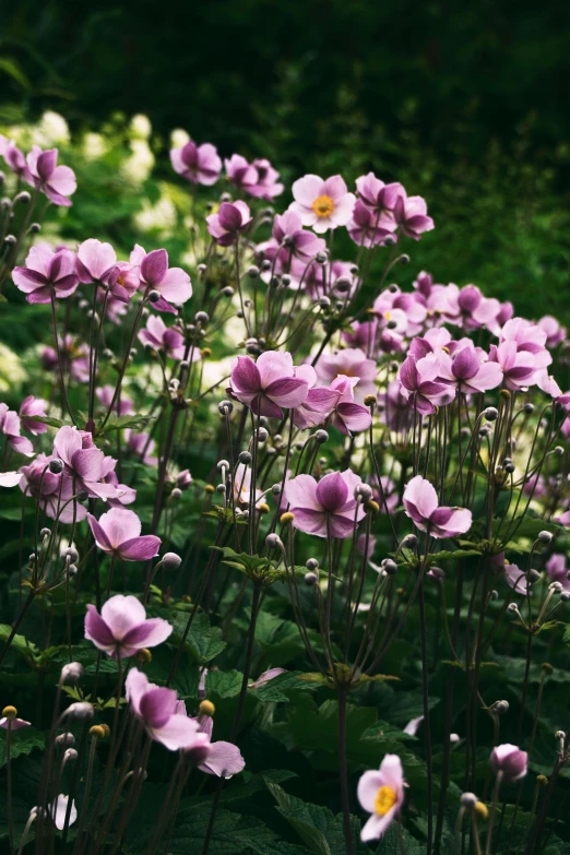 a small number of small pink flowers