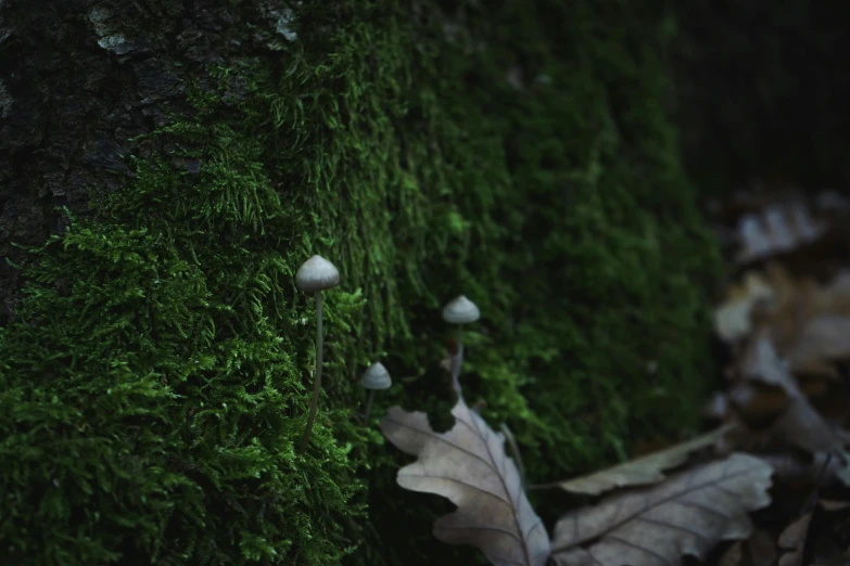 mushroom growing out of the side of a green moss covered tree