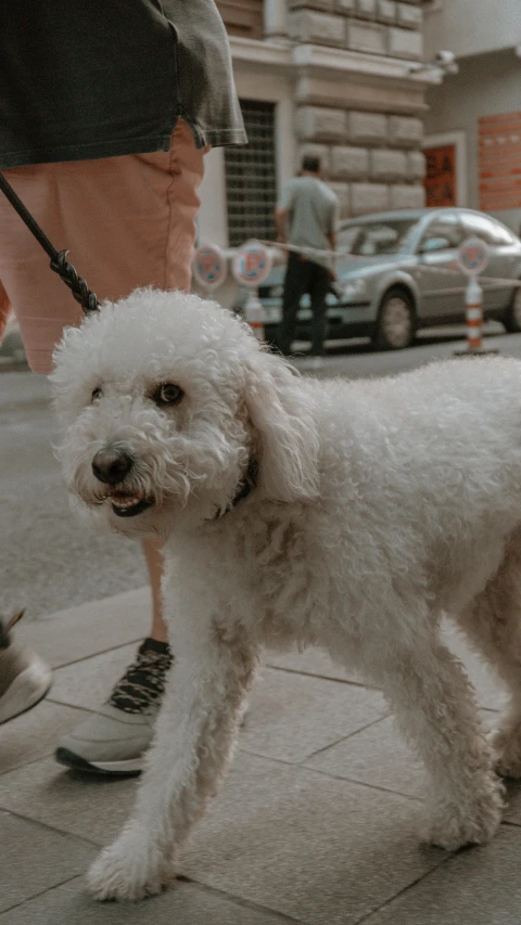 small white dog walking on sidewalk next to person with sneakers