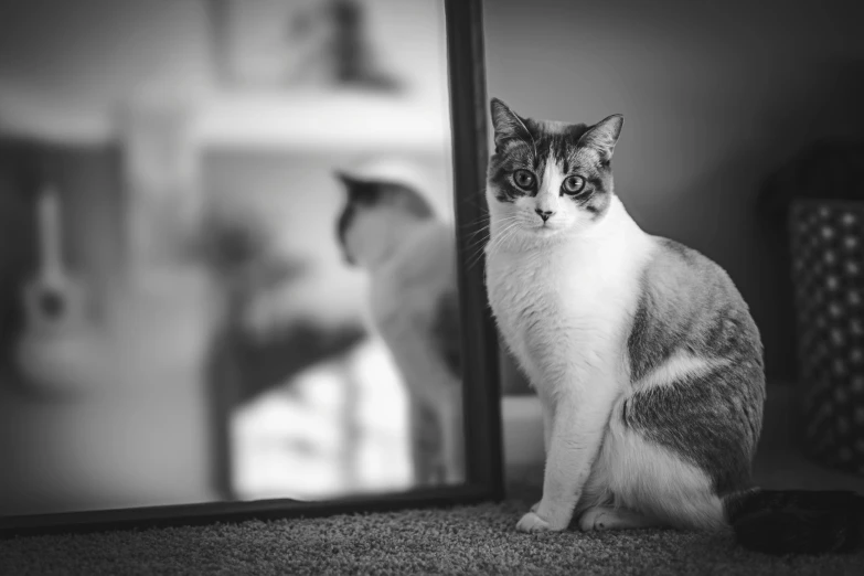 a cat sitting in front of a mirror