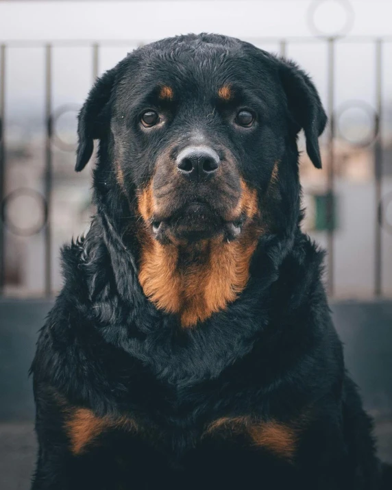 a close up of a dog sitting next to a fence