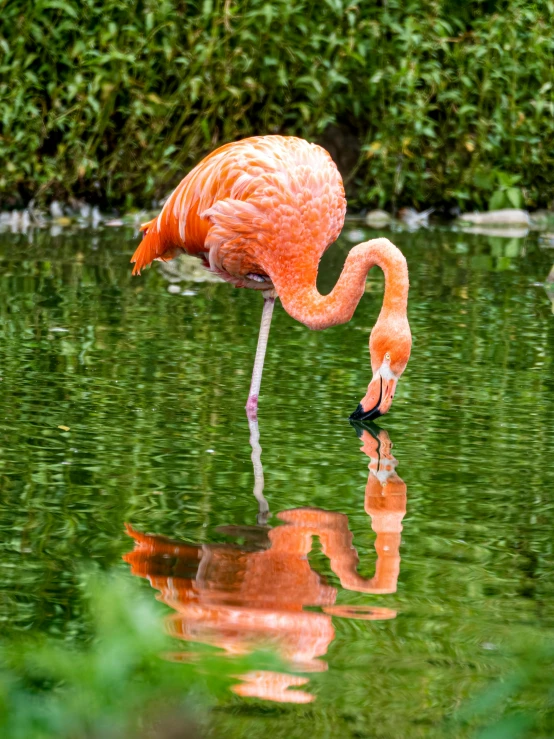 a flamingo is eating grass near water
