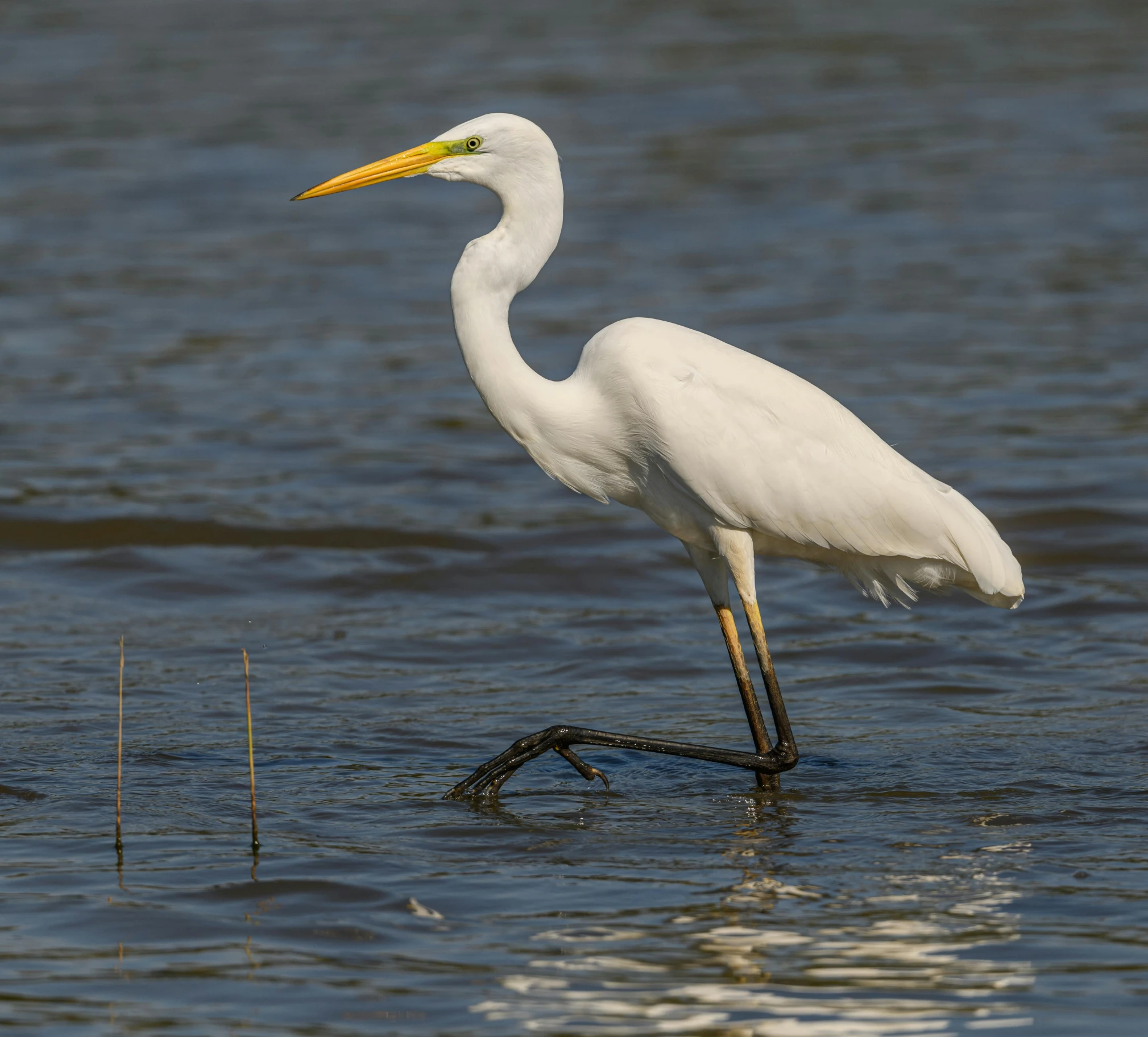 a long legged white bird standing in the water