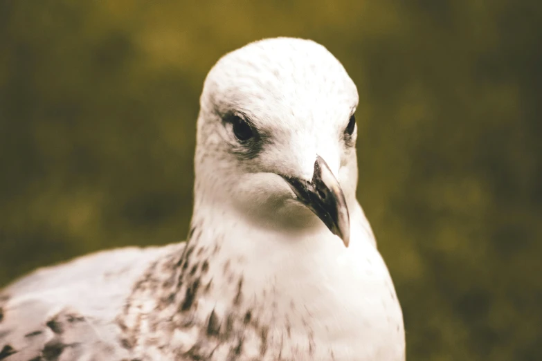 a white bird with brown spots on its eyes