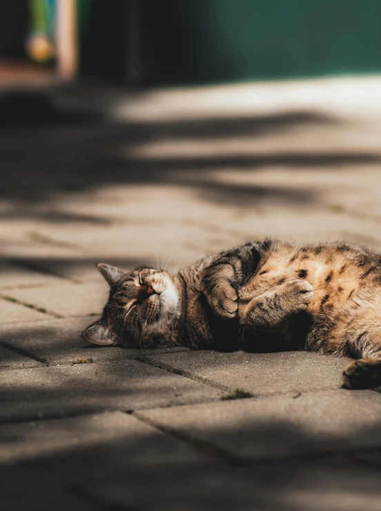 a tiger cat laying on the ground looking at soing