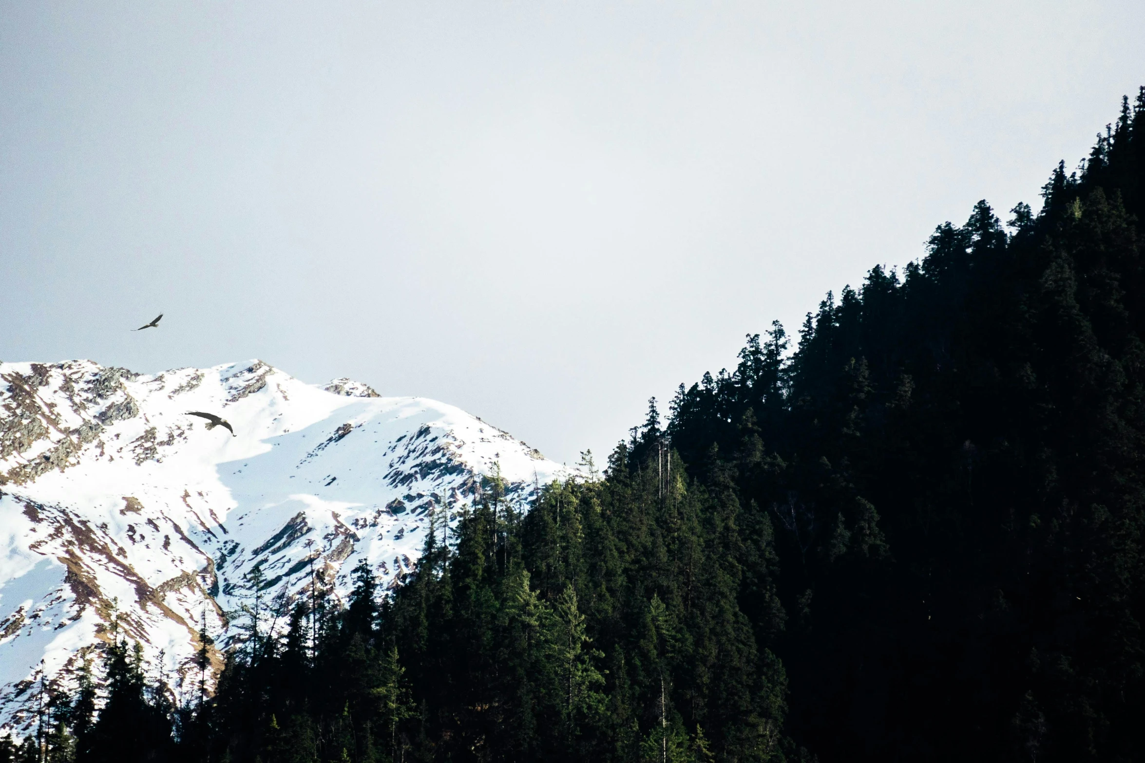 a tall snow covered mountain towering over a forest