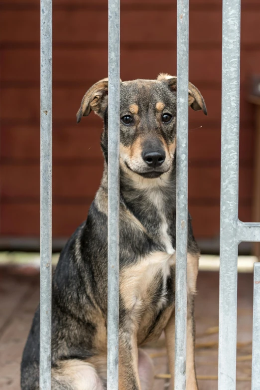 a dog is looking from behind a fence