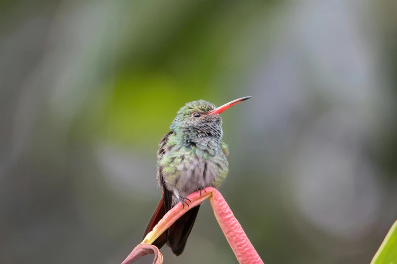 the bird with its long beak is sitting on a pink flower