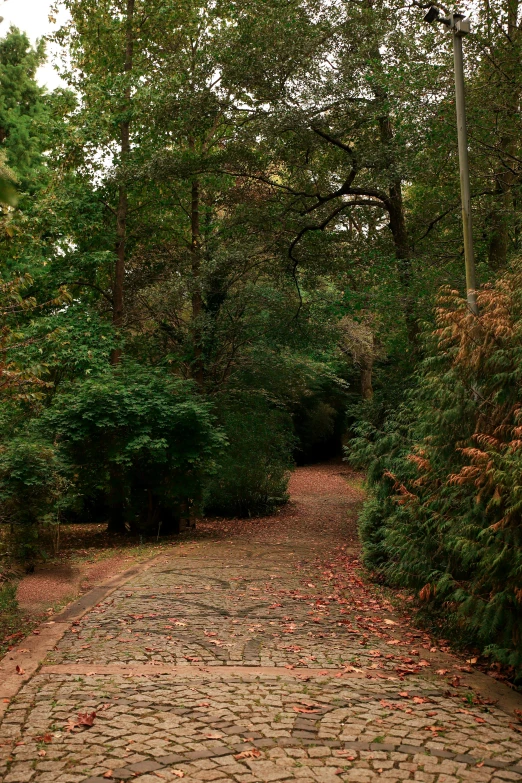 a path is set between two different trees