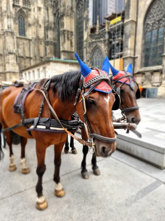 a couple of horses stand in a line