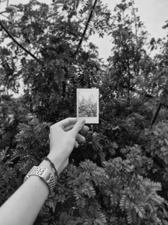 person holding up an object in front of a tree