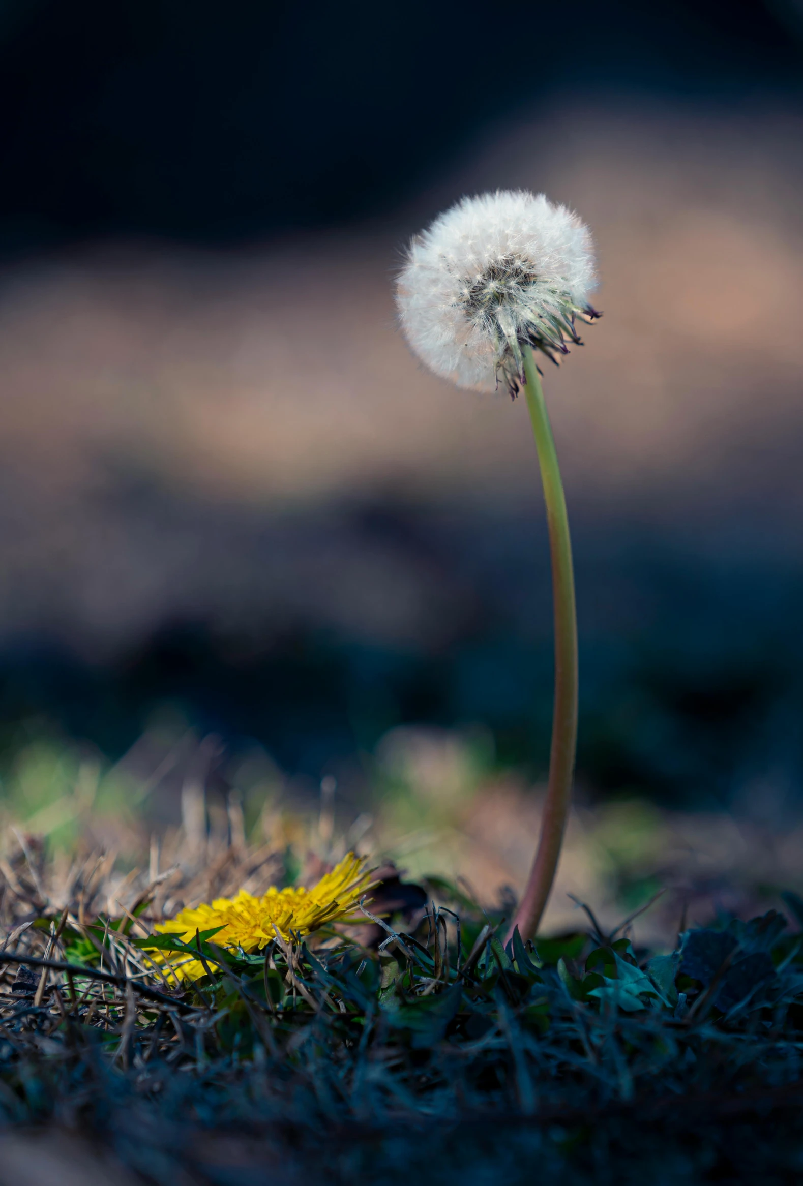 a single dandelion on a dry grass covered ground