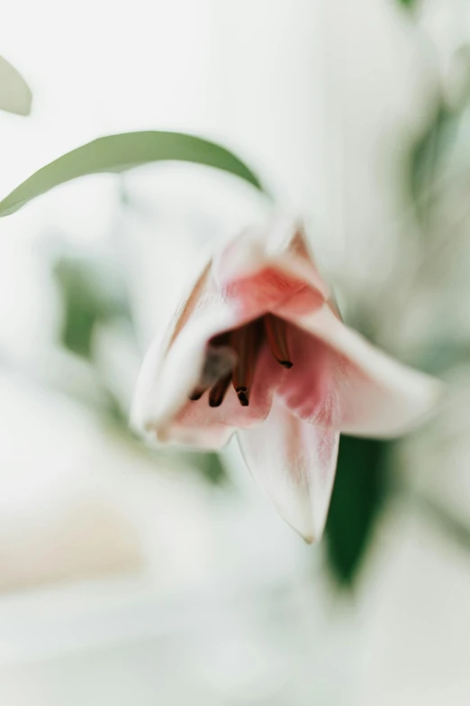 this is a close up view of a white flower