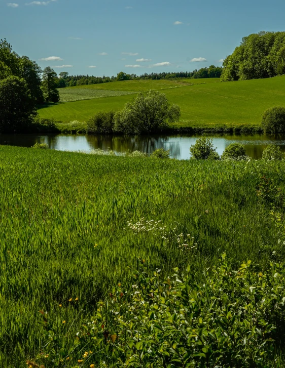 green grassy area with a small pond and trees