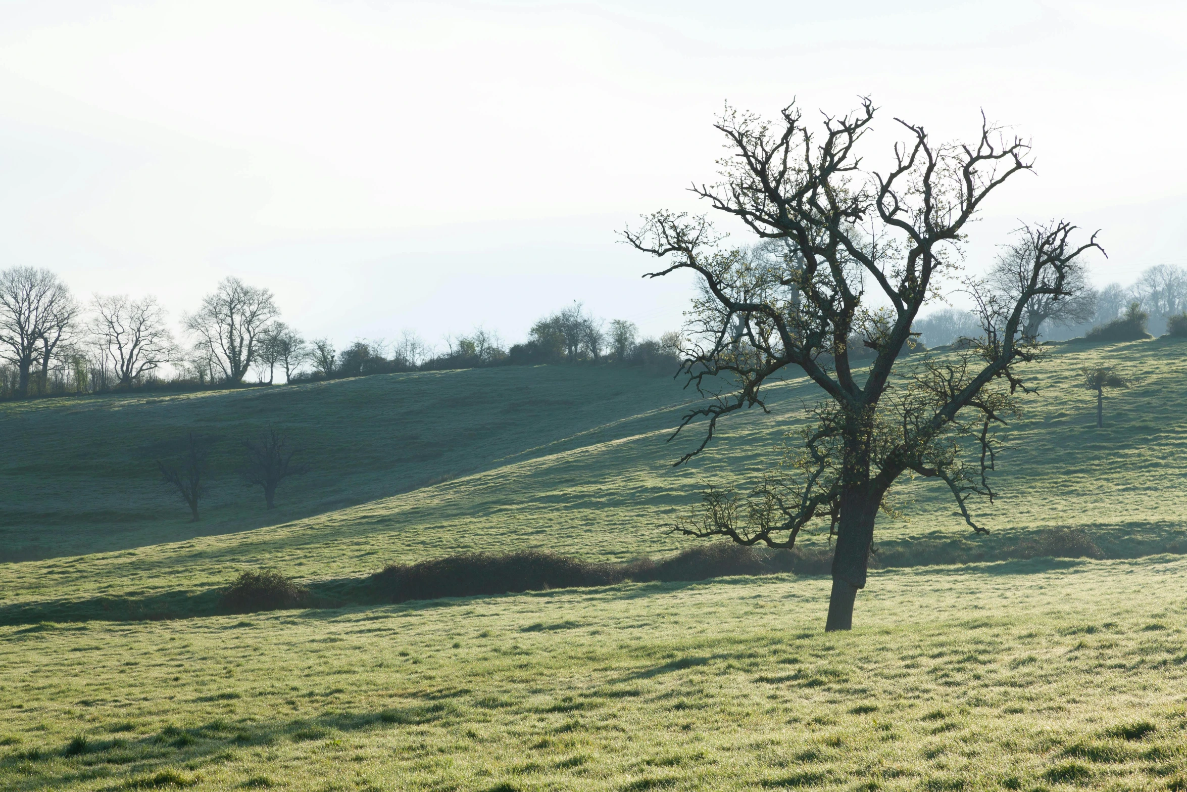 a lone tree stands in the grass on a hill